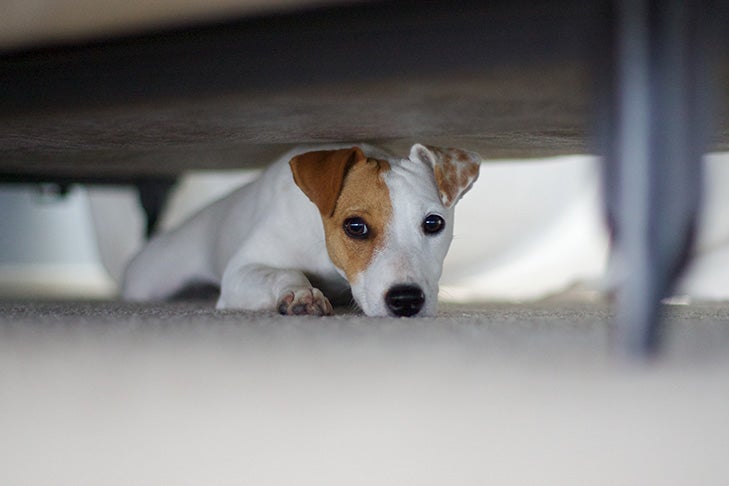 Russell Terrier hiding under the bed.