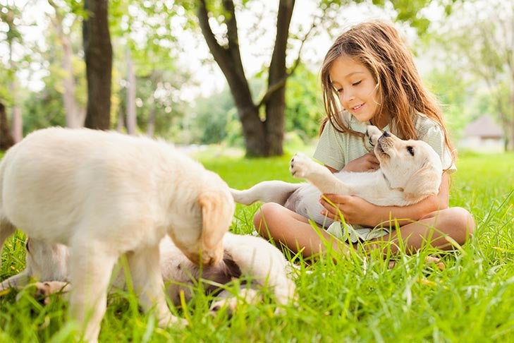 https://www.akc.org/wp-content/uploads/2015/06/Three-yellow-Labrador-Retriever-puppies-playing-with-a-young-girl-outdoors-in-the-grass.20190813023228491.jpg