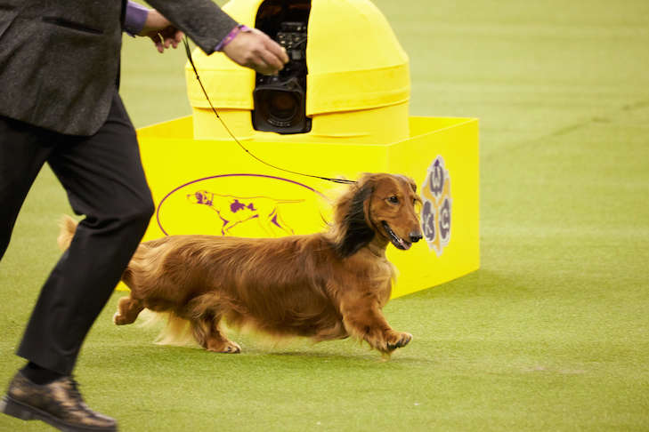 Burns, the winner of the Hound Group at Westminster in 2019, has an Earthdog title.