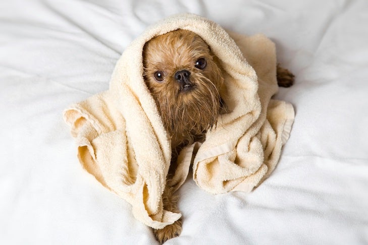 Brussels Griffon wrapped in a towel after a bath.