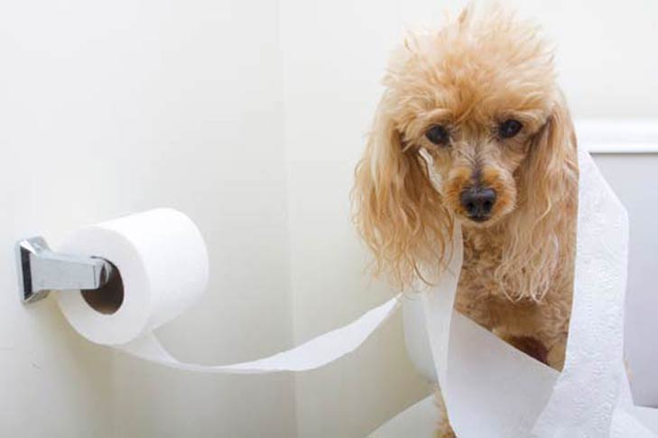 Miniature Poodle wrapped in toilet paper