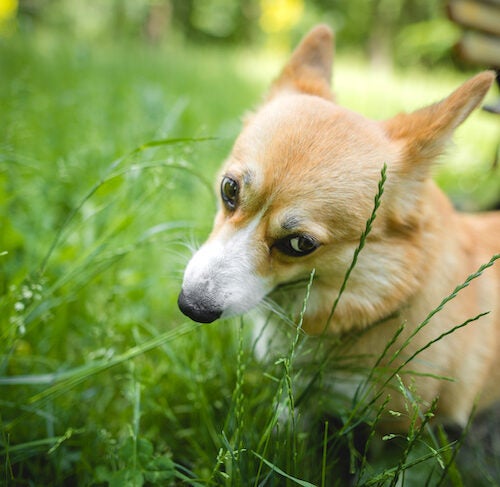 Poisonous Plants For Dogs Complete