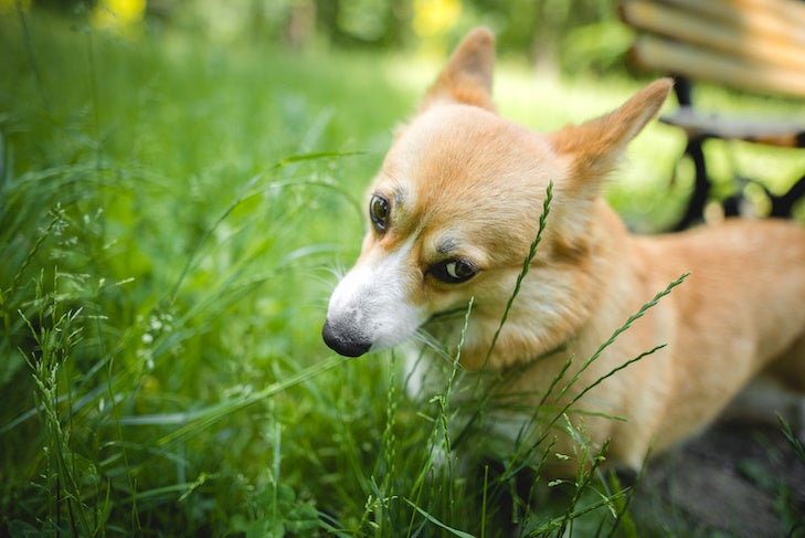 Stop Your Dog From Eating Plants
