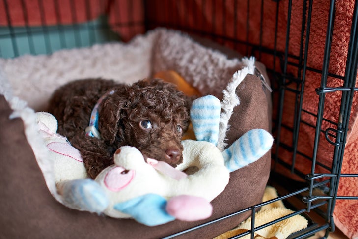 Puppy Going Potty in Crate: What to Do and How to Prevent It