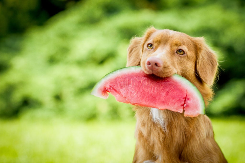 Toller with Watermelon