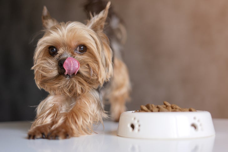 Yorkshire Terrier licking its lips next to its bowl of food.