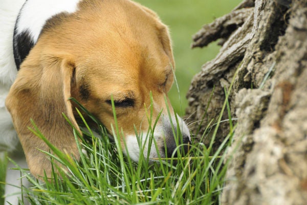 Why Does My Dog Eat Poop? - American Kennel Club