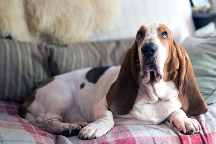 Basset Hound laying down on the couch at home.