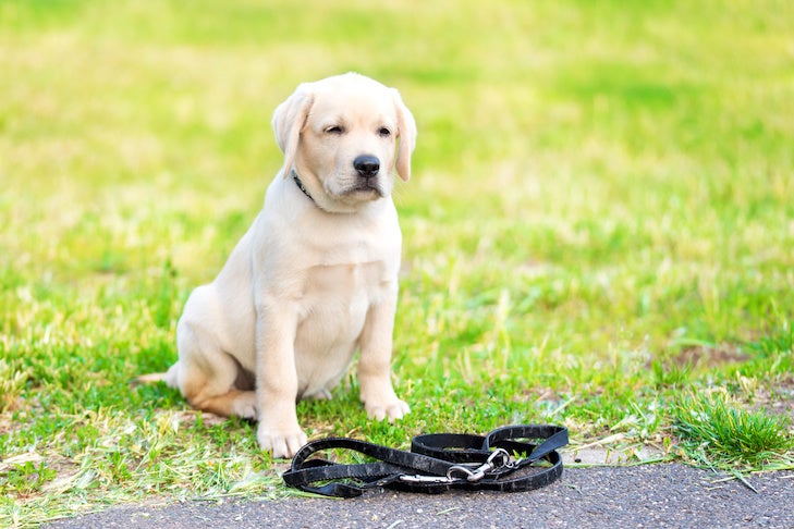 Why Does My Puppy Refuse Go on Walks? How Train Puppy to Walk