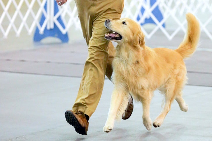 Teach A Dog To Heel: How To Train A Dog To Walk Beside You