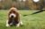 Basset Hound puppy sitting in the grass on lead.