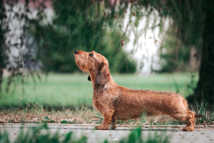 https://www.akc.org/wp-content/uploads/2015/10/Dachshund-standing-in-profile-in-the-park.jpg