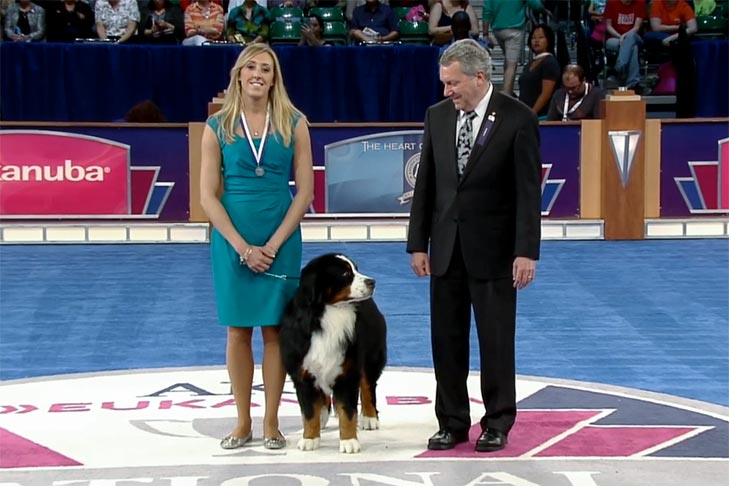 Exemplary Companion Dog: “Mufasa,” a Bernese Mountain Dog owned by Kristen and Robin Greenwood.