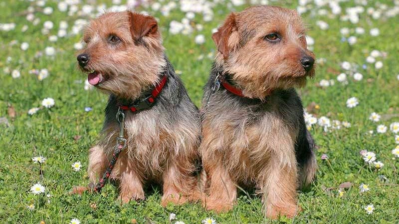 5 Mind Blowing Facts About Norfolk Terriers American Kennel Club