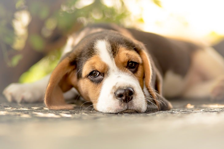 Dog Constipation: Causes, Diagnosis, And Treatment