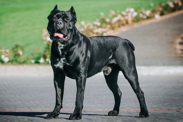 Cane Corso standing in the park.