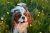 Cavalier King Charles Spaniel in a field of wildflowers at sunset.