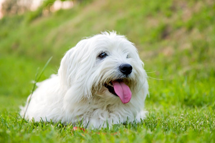 Coton de Tulear laying down in the grass.