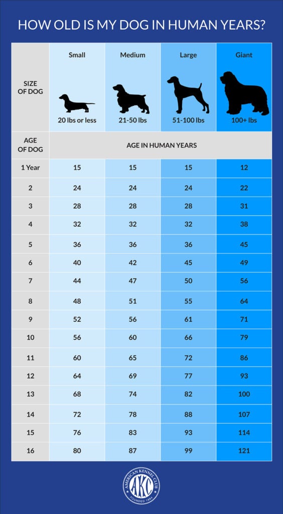 How Old is My Dog in Human Years? Dog to Human Years Chart