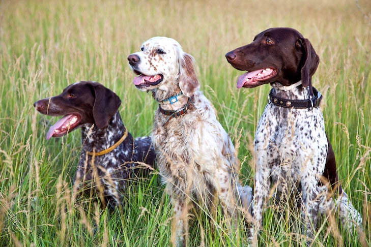 Lovački pas - Page 9 German-Shorthaired-Pointers-sitting-next-to-an-English-Setter-in-a-field