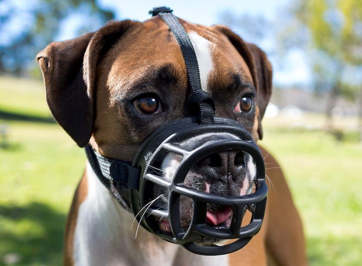 can a dog wear a muzzle for 8 hours
