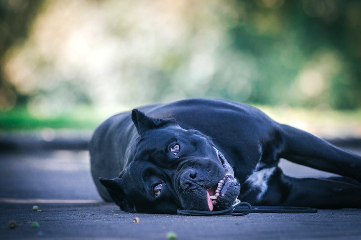 Cane Corso laying down in the shade outdoors.