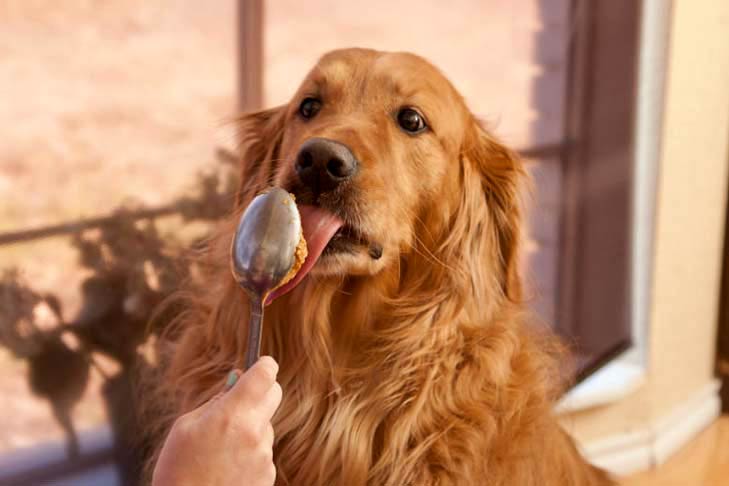 Golden Retriever licking a spoon.