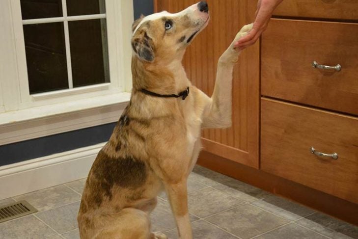 teach your dog to shake hands