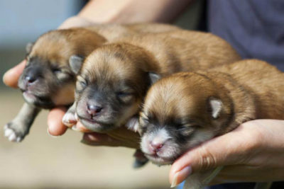Three puppies being held
