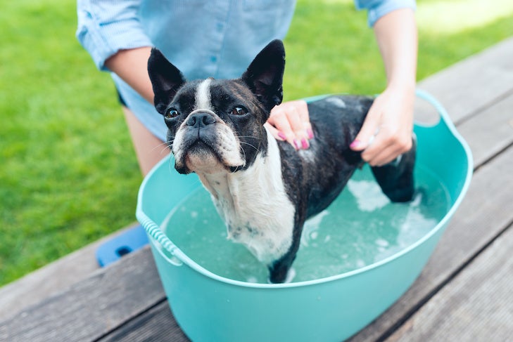 Dog Lice: What They Are, How To Avoid Them – American Kennel Club