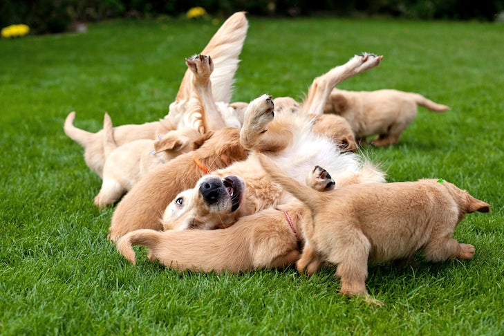 Golden Retriever rolling over playing with her litter of puppies outdoors.