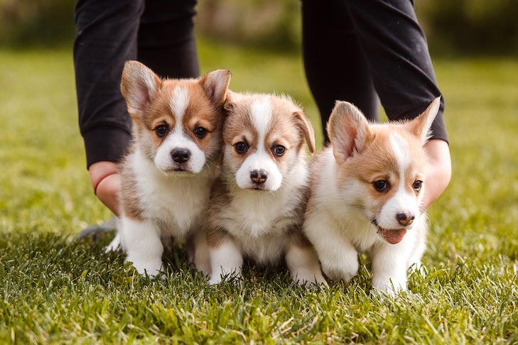 Pembroke Welsh Corgi puppies being held together in the grass.
