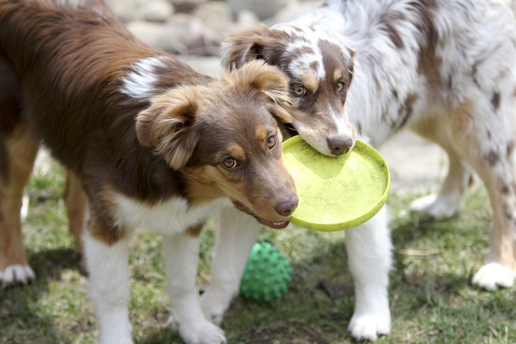 Two Australian Shepherd dogs chewing on a frisbie.