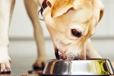 How Much Should I Feed My Dog? – American Kennel Club