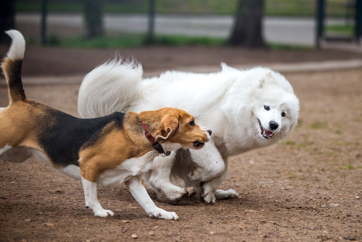 Samoyed dog and beagle in motion play in the park. Two dogs on the lawn at a park. The dogs are fight-playing.