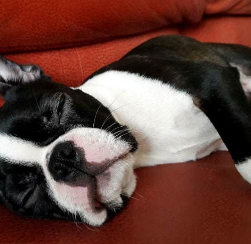 Boston Terrier Lying Couch