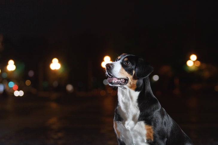 Entlebucher Mountain Dog dog at night in the cityd