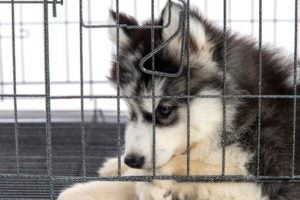 Siberian Husky puppy in a crate