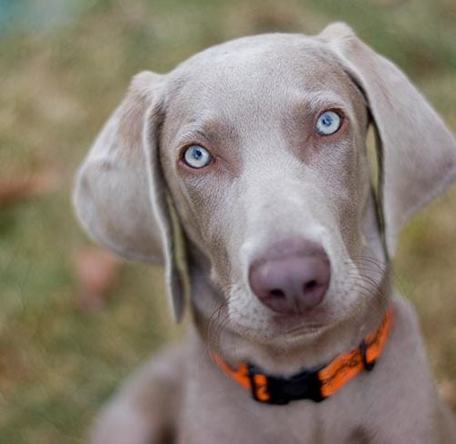 Why Does My Dog Stare At Me? Better Understand Dogs' Staring Behavior