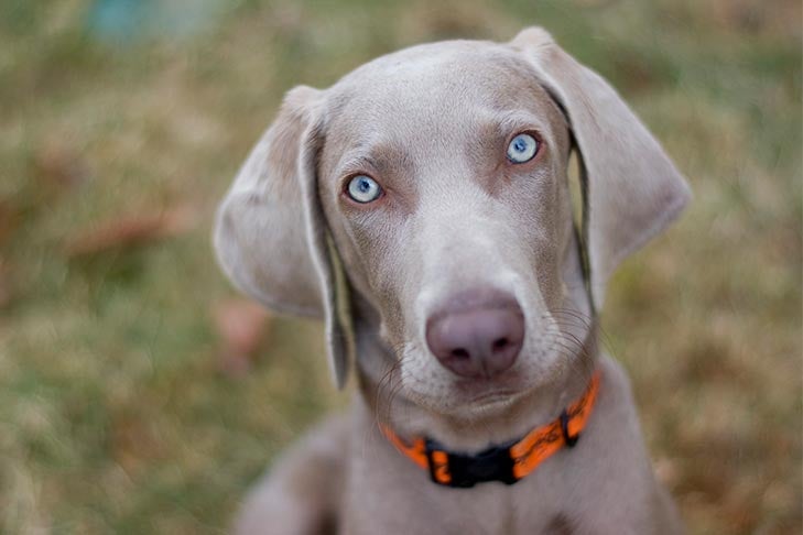 Why Does My Dog Stare At Me? Better Understand Dogs' Staring Behavior