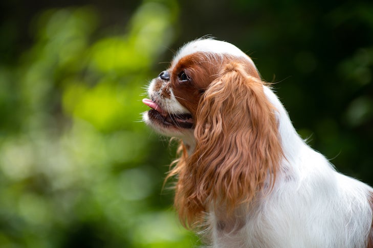 White-red-colored dog breed cavalier King Charles Spaniel, portrait, horizontal photo, against the background of natural greenery in a blur