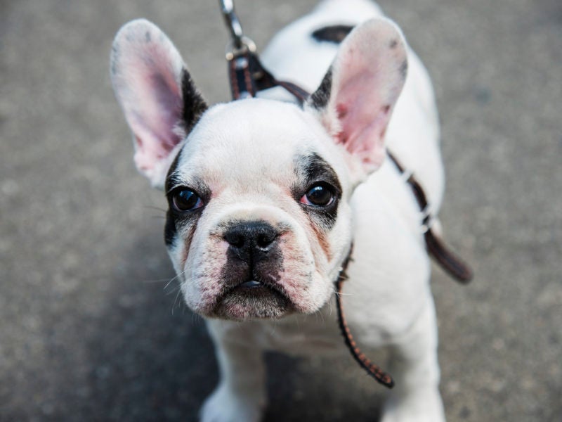 17 Things That All French Bulldog Lovers NEED To Have – American Kennel ...