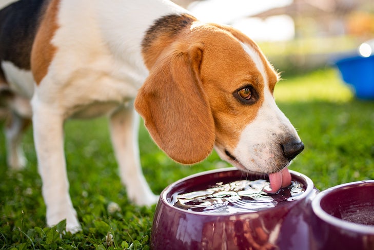 ビーグル犬は、夏の太陽から隠れて草の上の日陰で涼むために水を飲みます。 夏の背景。 夏の暑さにうんざりしています。