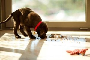 Chocolate Labrador retriever puppy eating the spilled dog food on the floor outside his dish.