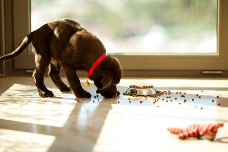 Brown Labrador Retriever puppy eating