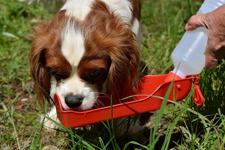 Cavalier King Charles Spaniel outdoors drinking from a portable water bowl.
