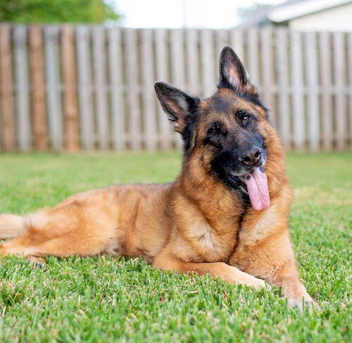 Interesting Facts about German Shepherd Dogs