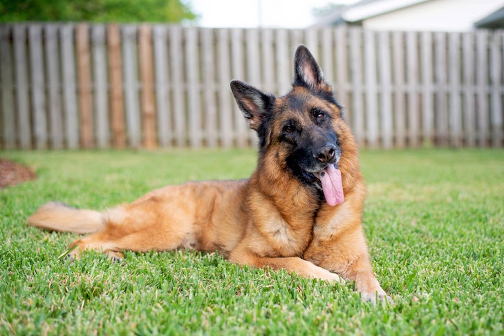 How to Groom a German Shepherd Dog – American Kennel Club