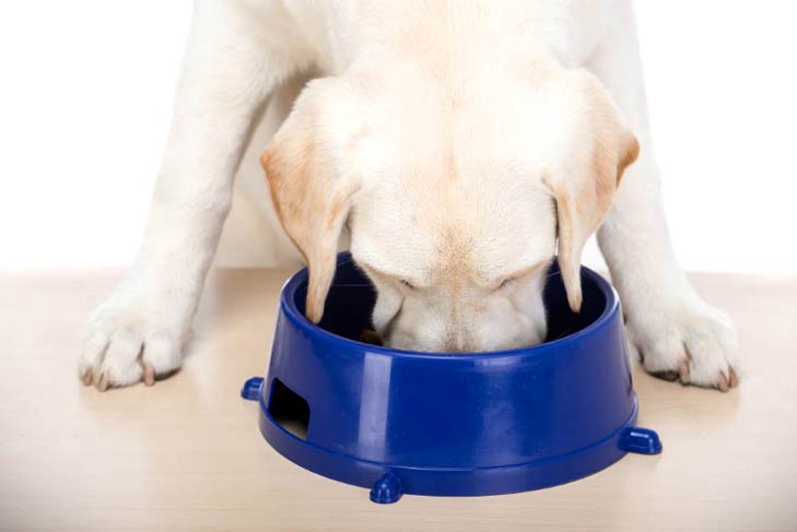 Yellow Labrador Retriever puppy eating