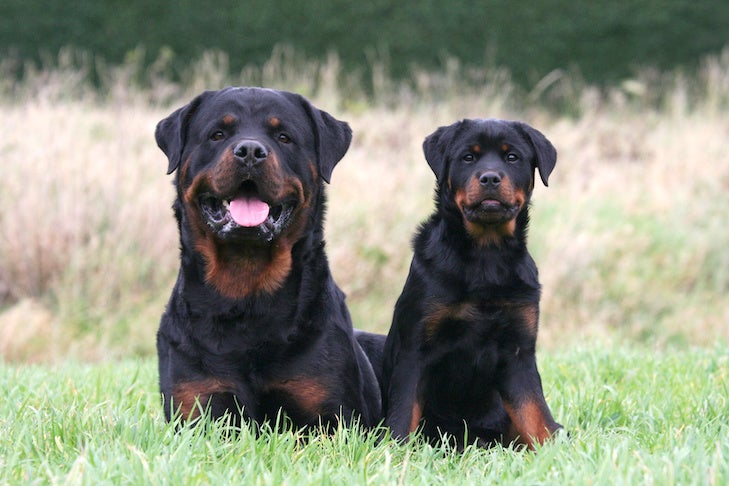 Rottweiler laying down next to her puppy in the grass